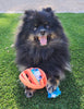 Rubber Football Dog Chew Toy with Tug Rope -- Great for Active Dogs -- - Bradys Pets